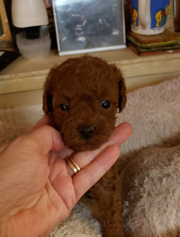 red miniature poodle puppies for sale
