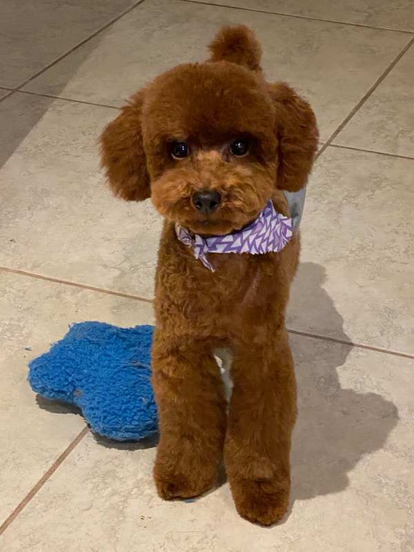 red teacup poodle for sale